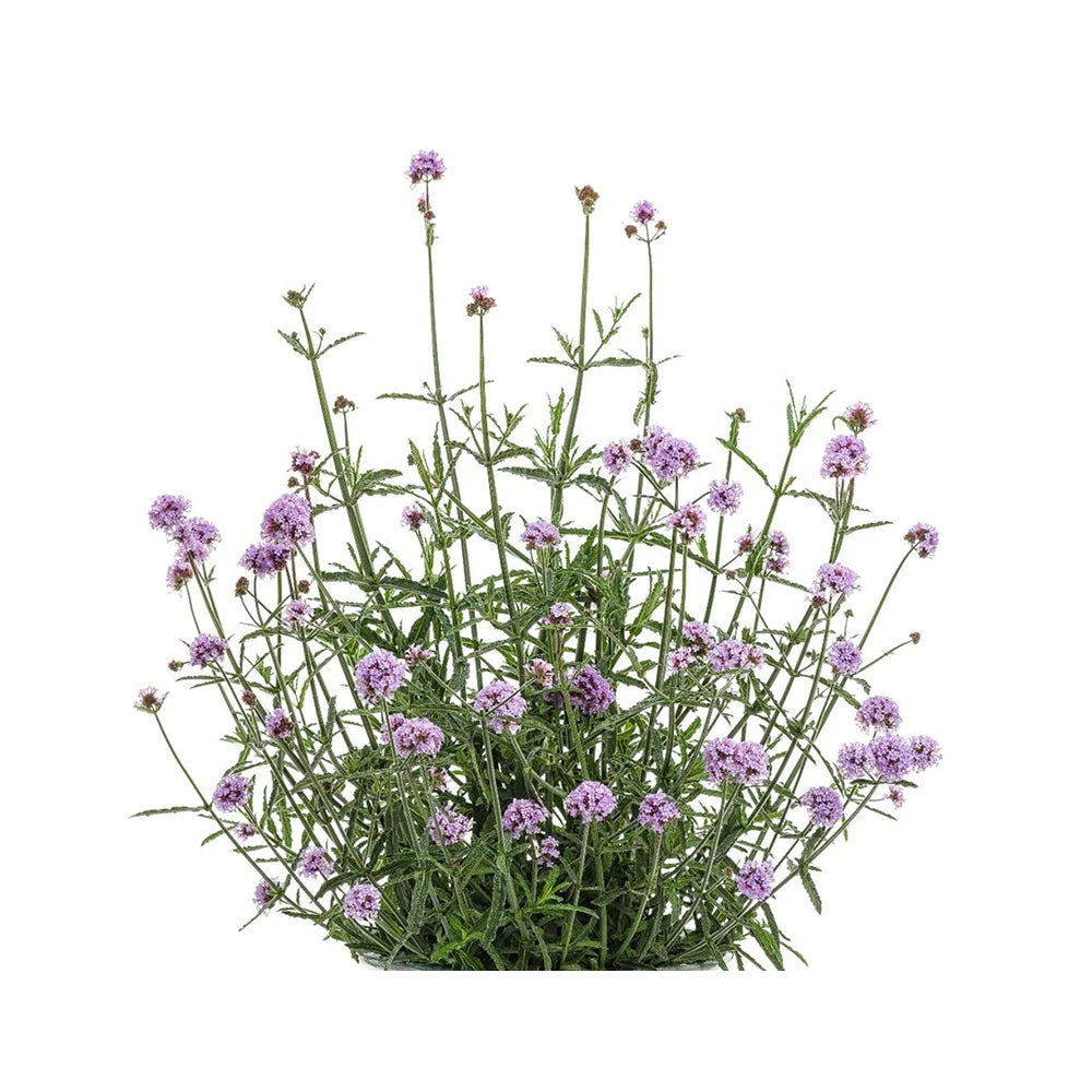 OroAroma Natural Verbena Essential Oil | Relaxation & Sleep Aid Dream Tech Sleep