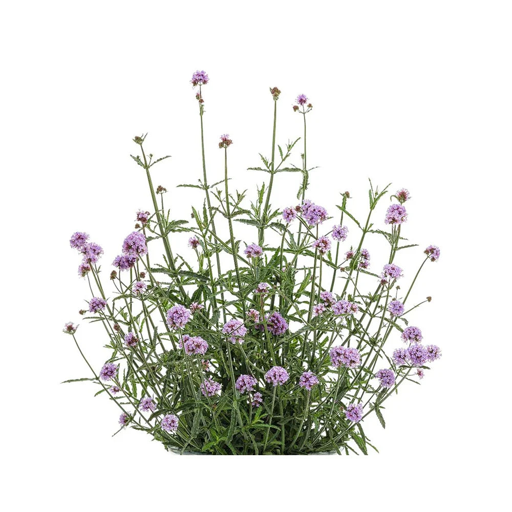 OroAroma Natural Verbena Essential Oil | Relaxation & Sleep Aid  Dream Tech Sleep