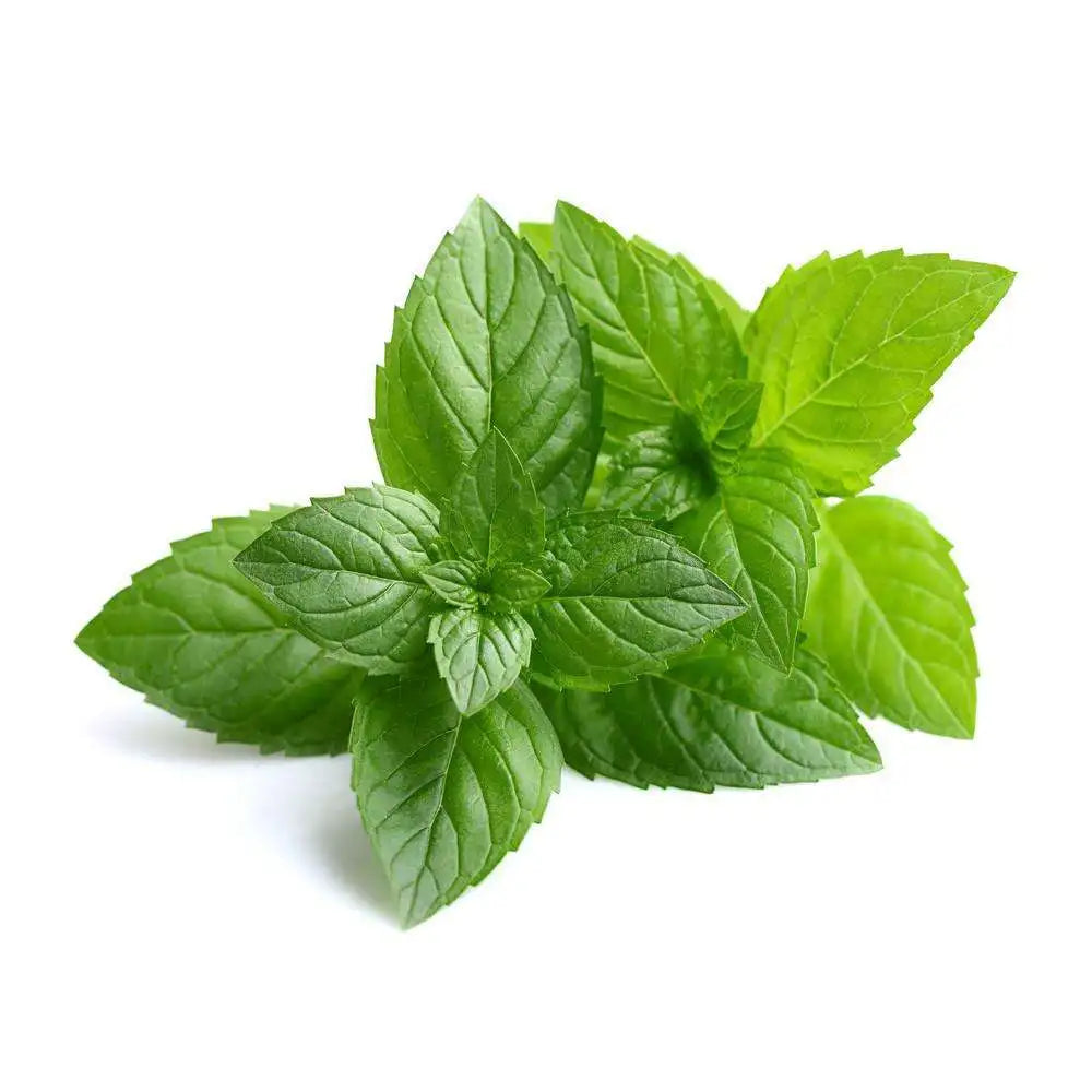 Oroaroma Peppermint Oil for Throat Moistening and Halitosis Relief  Dream Tech Sleep