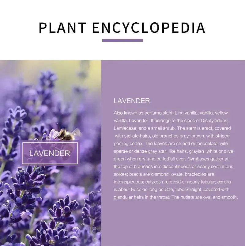 Lavender Essential Oil For Stress Relief, Sleep, and Relaxation  Dream Tech Sleep