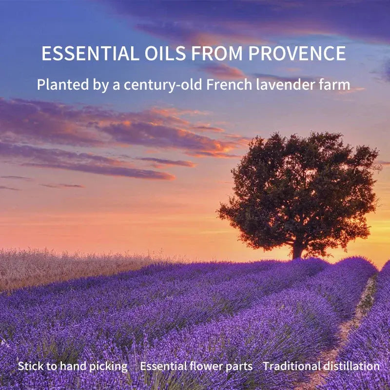 Lavender Essential Oil For Stress Relief, Sleep, and Relaxation  Dream Tech Sleep