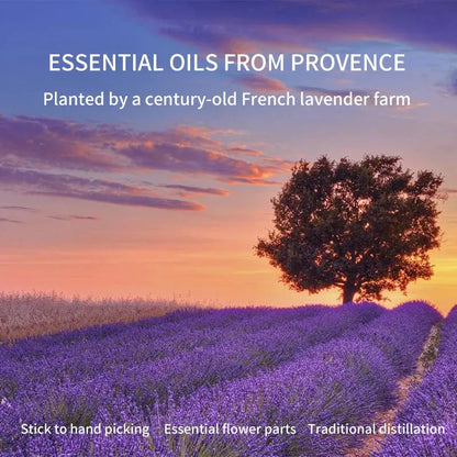 Lavender Essential Oil For Stress Relief, Sleep, and Relaxation  Dream Tech Sleep